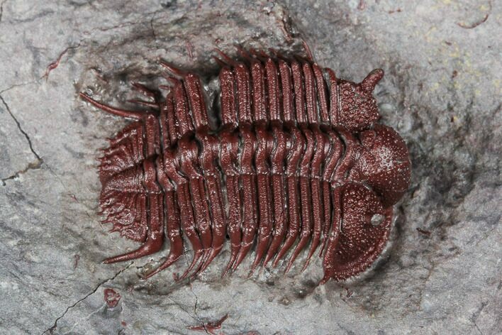 Rare Red Cyphaspides Trilobite - Hamar Laghdad, Morocco #175064